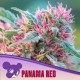 Panama Red