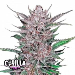 Comprar Gorilla Punch Auto