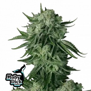 Comprar Moby Dick Auto Fast Buds