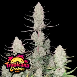 Comprar Tropicana Cookies Auto