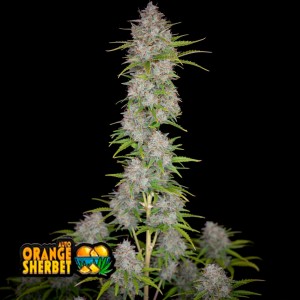 Comprar Orange Sherbet Auto