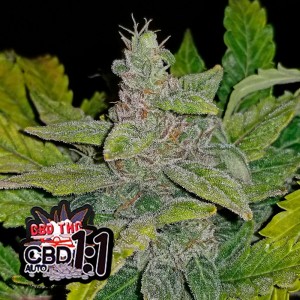 Comprar CBD Crack Auto