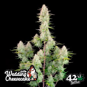 Comprar Wedding Cheesecake Auto