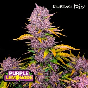 Comprar Purple Lemonade Auto