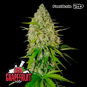 Comprar Grapefruit Auto