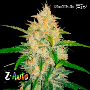 Comprar Zkittlez Auto