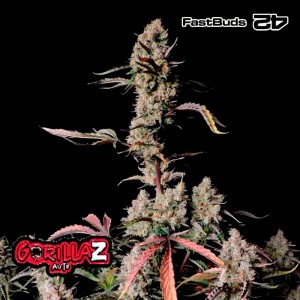 Comprar Gorilla Zkittlez Auto Fast Buds