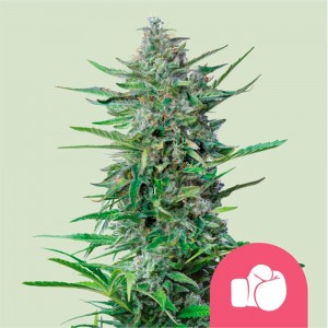 Comprar Purple Punch Royal Queen