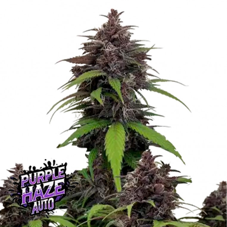 Purple Haze Auto