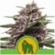 Royal Gorilla Auto