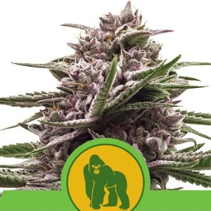Comprar Royal Gorilla Auto