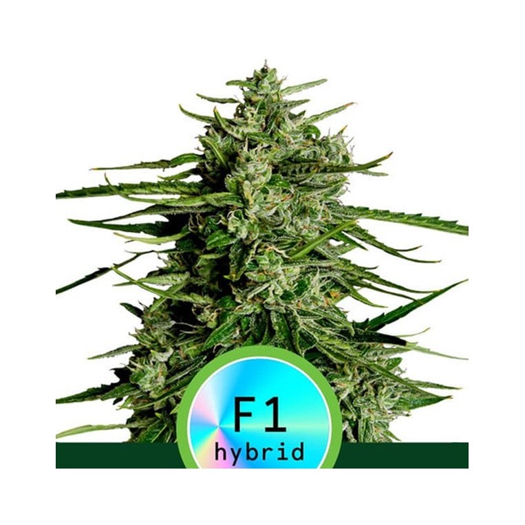 Auto Titan F1
