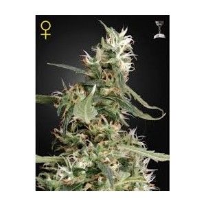 Comprar Arjans Ultra Haze 1