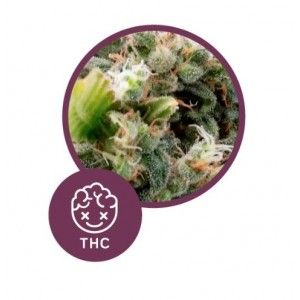 Comprar La Rica Classic THC