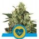 Medical Mass CBD