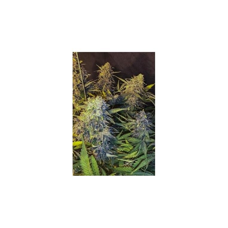 C99 X Blueberry Fast