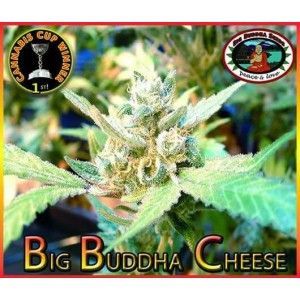 Comprar Big-Buddha-Käse