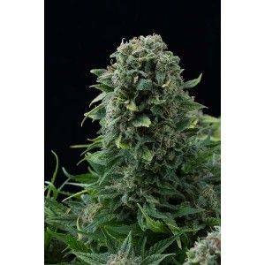 White Cheese Autoflowering