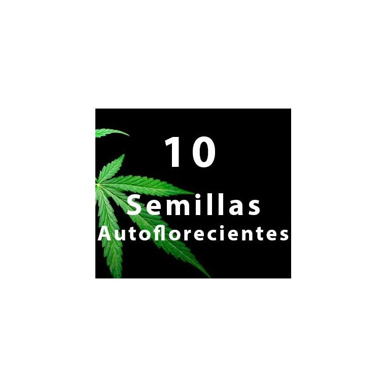 10* Semilla AUTOFLORECIENTE