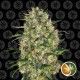 Black Domina 1 unidad