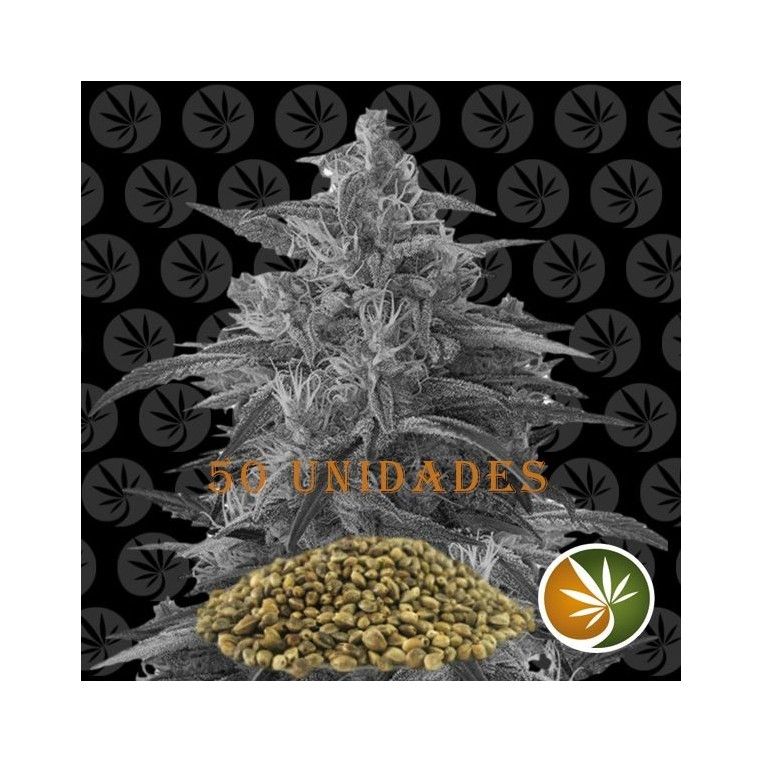 Jack Herer x White widow 50unidades (Positronics)