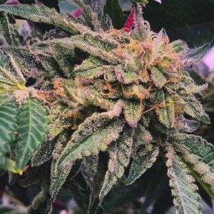 Comprar Gelato X Wassermelonen-Zkittlez