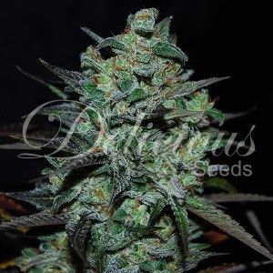 Comprar Northern Light Blue THC-frei