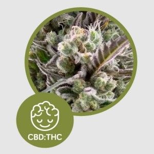 Comprar Llimonet Haze Classic CBD-Samen