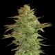 Semilla Llimonet Haze Clasica CBD