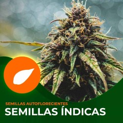 Comprar Semillas Autoflorecientes Índicas