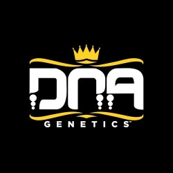 Comprar Autoflowering Samen von DNA Genetics