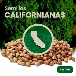 Comprar Kalifornische Samen