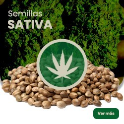 Comprar Sativa-Samen