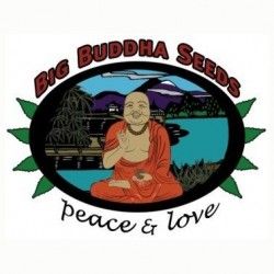 Comprar Semillas Feminizadas Big Buddha Seeds