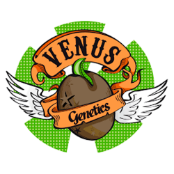 Comprar Venus Genetics Auto