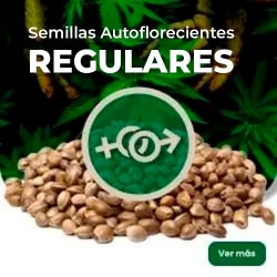 Comprar Semillas Autoflorecientes Regulares