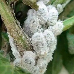 Comprar Insektizide für Cochenille