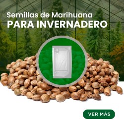 Comprar Semillas de Marihuana para Invernadero