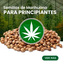 Comprar Semillas de Marihuana para Principiantes