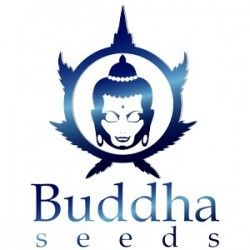 Comprar Semillas Feminizadas Buddha Seeds 