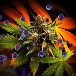 Fungicidas Marihuana