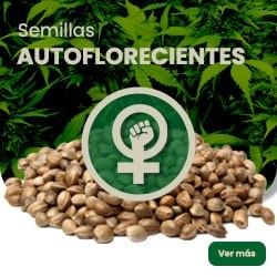 Comprar Semillas Autoflorecientes 