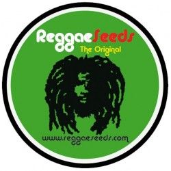 Comprar Semillas Feminizadas Reggae Seeds