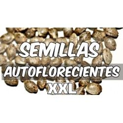 Comprar XXL-Autoflowering-Samen