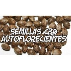 Comprar Semillas CBD Autoflorecientes