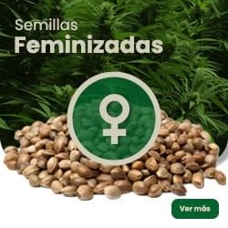 Comprar Feminisierte Samen