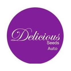 Delicious Seeds Auto