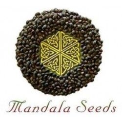 Comprar Semillas Feminizadas Mandala Seeds