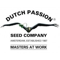 Comprar Dutch Passion Auto