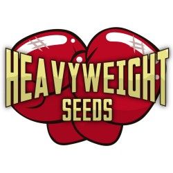 Comprar Semillas Feminizadas Heavyweight Seeds